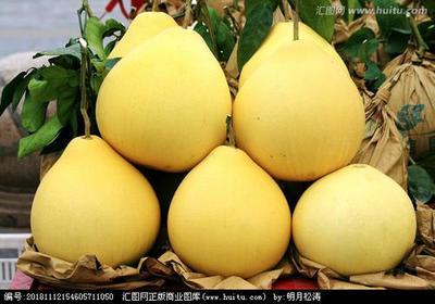 柚子批發(fā)指南 從挑選到采購(gòu)的全流程解析