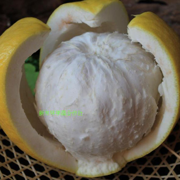 平樂沙田柚 源自桂林的甜蜜饋贈，新車坪合作社直供優質農產品