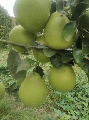 湖南懷化芷江小香柚 質優價廉，批發市場新寵