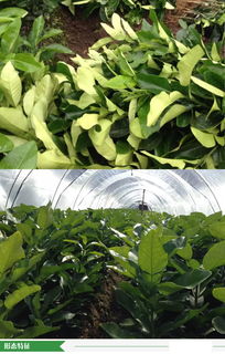 福建省漳州市優質柚子苗批發供應，源頭廠家直供，價格優勢顯著