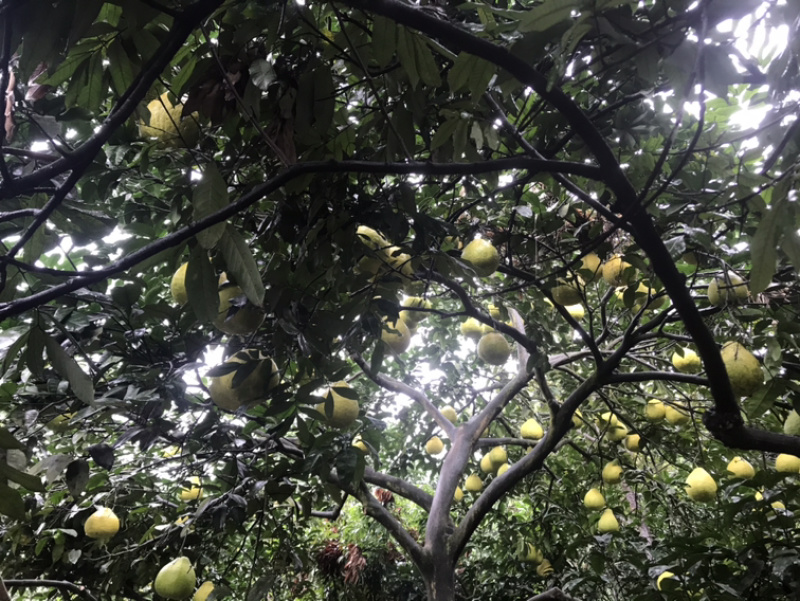 瀘州合江甜柚，沙田柚產地直供，質優價廉的批發選擇